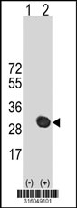 Western blot analysis of his-tag EFCAB1 (arrow) using his tag antibody. 293T cell lysates (2 ug/lane) either nontransfected (Lane 1) or transiently transfected with the EFCAB1 gene‘