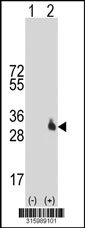 Western blot analysis of his-tag TAS2R13 (arrow) using his tag antibody. 293T cell lysates (2 ug/lane) either nontransfected (Lane 1) or transiently transfected with the TAS2R13 gene‘