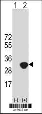 Western blot analysis of his-tag GRPEL2 (arrow) using his tag antibody. 293T cell lysates (2 ug/lane) either nontransfected (Lane 1) or transiently transfected with the GRPEL2 gene‘