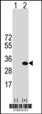 Western blot analysis of his-tag LYSMD1 (arrow) using his tag antibody. 293T cell lysates (2 ug/lane) either nontransfected (Lane 1) or transiently transfected with the LYSMD1 gene‘