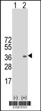 Western blot analysis of his-tag TRH (arrow) using his tag antibody. 293T cell lysates (2 ug/lane) either nontransfected (Lane 1) or transiently transfected with the TRH gene‘