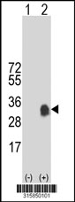 Western blot analysis of his-tag NPM3 (arrow) using his tag antibody. 293T cell lysates (2 ug/lane) either nontransfected (Lane 1) or transiently transfected with the NPM3 gene‘