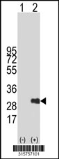 Western blot analysis of his-tag TTC9C (arrow) using his tag antibody. 293T cell lysates (2 ug/lane) either nontransfected (Lane 1) or transiently transfected with the TTC9C gene‘