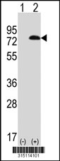 Western blot analysis of his-tag SHCBP1 (arrow) using his tag antibody. 293T cell lysates (2 ug/lane) either nontransfected (Lane 1) or transiently transfected with the SHCBP1 gene‘