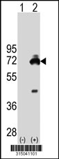 Western blot analysis of his-tag RGS14 (arrow) using his tag antibody. 293T cell lysates (2 ug/lane) either nontransfected (Lane 1) or transiently transfected with the RGS14 gene‘