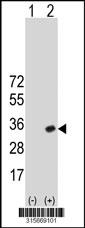 Western blot analysis of his-tag PRKAB2 (arrow) using his tag antibody. 293 cell lysates (2 ug/lane) either nontransfected (Lane 2) or transiently transfected with thePRKAB2 gene