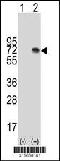 Western blot analysis of his-tag TCF12 (arrow) using his tag antibody. 293 cell lysates (2 ug/lane) either nontransfected (Lane 2) or transiently transfected with theTCF12 gene