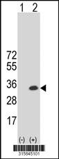 Western blot analysis of his-tag CCDC43 (arrow) using his tag antibody. 293 cell lysates (2 ug/lane) either nontransfected (Lane 2) or transiently transfected with theCCDC43 gene