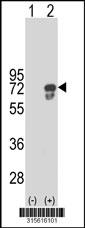 Western blot analysis of his-tag ANKS3 (arrow) using his tag antibody. 293 cell lysates (2 ug/lane) either nontransfected (Lane 2) or transiently transfected with theANKS3 gene
