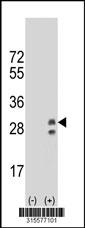 Western blot analysis of his-tag RAMP3 (arrow) using his tag antibody. 293 cell lysates (2 ug/lane) either nontransfected (Lane 2) or transiently transfected with theRAMP3 gene
