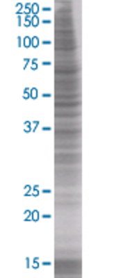CFHL1 transfected lysate