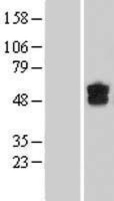 Western Blot: DGCR2 Overexpression Lysate (Adult Normal) [NBL1-09848] Left-Empty vector transfected control cell lysate (HEK293 cell lysate); Right -Over-expression Lysate for DGCR2.