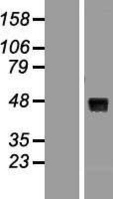 Western Blot: WNT8A Overexpression Lysate (Adult Normal) [NBL1-17878] Left-Empty vector transfected control cell lysate (HEK293 cell lysate); Right -Over-expression Lysate for WNT8A.