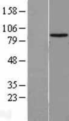 Western Blot: HECTD2 Overexpression Lysate (Adult Normal) [NBL1-11499] Left-Empty vector transfected control cell lysate (HEK293 cell lysate); Right -Over-expression Lysate for HECTD2.