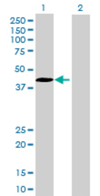 Lane 1: CCNDBP1 transfected lysate (39.71 KDa) Lane 2: Non-transfected lysate.