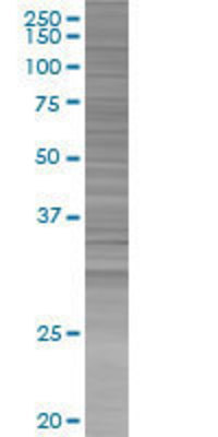 CFHL1 transfected lysate.