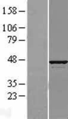 Western Blot: ATP6V1C1 Overexpression Lysate (Adult Normal) [NBL1-07840] Left-Empty vector transfected control cell lysate (HEK293 cell lysate); Right -Over-expression Lysate for ATP6V1C1.