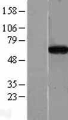 Western Blot: CPNE4 Overexpression Lysate (Adult Normal) [NBL1-09443] Left-Empty vector transfected control cell lysate (HEK293 cell lysate); Right -Over-expression Lysate for CPNE4.