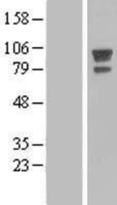 Western Blot: AFAP Overexpression Lysate (Adult Normal) [NBL1-07368] Left-Empty vector transfected control cell lysate (HEK293 cell lysate); Right -Over-expression Lysate for AFAP.