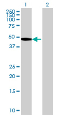 Lane 1: DCP2 transfected lysate (42.46 KDa) Lane 2: Non-transfected lysate.