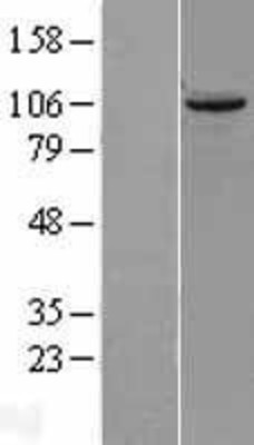 Western Blot: TUBGCP2 Overexpression Lysate (Adult Normal) [NBL1-17446] Left-Empty vector transfected control cell lysate (HEK293 cell lysate); Right -Over-expression Lysate for TUBGCP2.