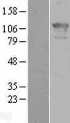Western Blot: ZHX2 Overexpression Lysate (Adult Normal) [NBL1-18033] Left-Empty vector transfected control cell lysate (HEK293 cell lysate); Right -Over-expression Lysate for ZHX2.