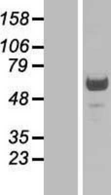 Western Blot: PNMA-like 1 Overexpression Lysate (Adult Normal) [NBL1-14549] Left-Empty vector transfected control cell lysate (HEK293 cell lysate); Right -Over-expression Lysate for PNMA-like 1.