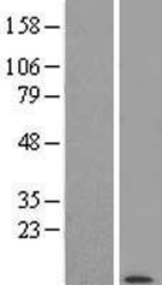 Western Blot: POLR2K Overexpression Lysate (Adult Normal) [NBL1-14587] Left-Empty vector transfected control cell lysate (HEK293 cell lysate); Right -Over-expression Lysate for POLR2K.
