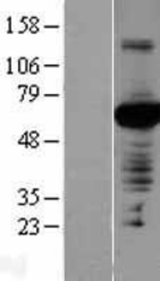 Western Blot: PVRL4 Overexpression Lysate (Adult Normal) [NBL1-15008] Left-Empty vector transfected control cell lysate (HEK293 cell lysate); Right -Over-expression Lysate for PVRL4.