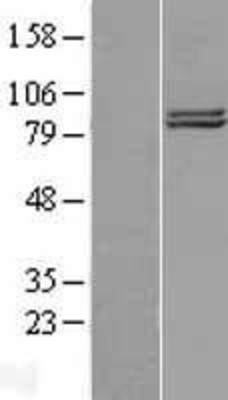 Western Blot: COG2 Overexpression Lysate (Adult Normal) [NBL1-09344] Left-Empty vector transfected control cell lysate (HEK293 cell lysate); Right -Over-expression Lysate for COG2.