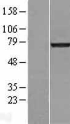 Western Blot: Lamin A Overexpression Lysate (Adult Normal) [NBL1-12564] Left-Empty vector transfected control cell lysate (HEK293 cell lysate); Right -Over-expression Lysate for Lamin A.