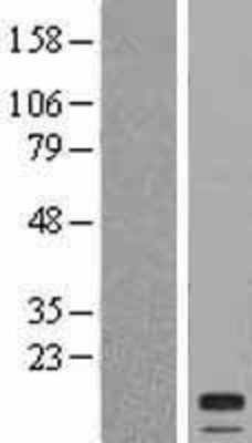 Western Blot: CST2 Overexpression Lysate (Adult Normal) [NBL1-09545] Left-Empty vector transfected control cell lysate (HEK293 cell lysate); Right -Over-expression Lysate for CST2.