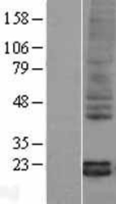 Western Blot: Pleiotrophin Overexpression Lysate (Adult Normal) [NBL1-14957] Left-Empty vector transfected control cell lysate (HEK293 cell lysate); Right -Over-expression Lysate for Pleiotrophin.