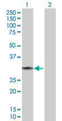 Lane 1: RNF144A transfected lysate (32.23 KDa) Lane 2: Non-transfected lysate.