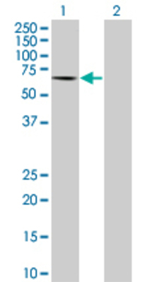 Lane 1: HRG transfected lysate (59.6 KDa) Lane 2: Non-transfected lysate.