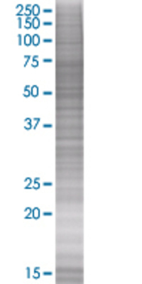 HRG transfected lysate.