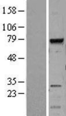Western Blot: MELK Overexpression Lysate (Adult Normal) [NBL1-13007] Left-Empty vector transfected control cell lysate (HEK293 cell lysate); Right -Over-expression Lysate for MELK.