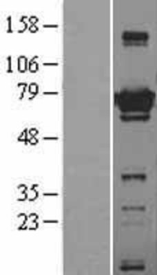 Western Blot: ATG7 Overexpression Lysate (Adult Normal) [NBL1-07800] Left-Empty vector transfected control cell lysate (HEK293 cell lysate); Right -Over-expression Lysate for ATG7.