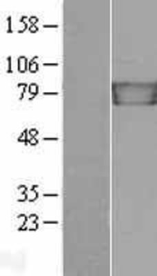 Western Blot: gamma Catenin Overexpression Lysate (Adult Normal) [NBL1-12118] Left-Empty vector transfected control cell lysate (HEK293 cell lysate); Right -Over-expression Lysate for gamma Catenin.