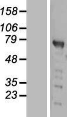 Western Blot: PWWP2B Overexpression Lysate (Adult Normal) [NBL1-15011] Left-Empty vector transfected control cell lysate (HEK293 cell lysate); Right -Over-expression Lysate for PWWP2B.