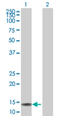 Lane 1: SH2D1A transfected lysate (14.2 KDa) Lane 2: Non-transfected lysate.