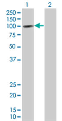 Lane 1: TLR2 transfected lysate (86.35 KDa) Lane 2: Non-transfected lysate.