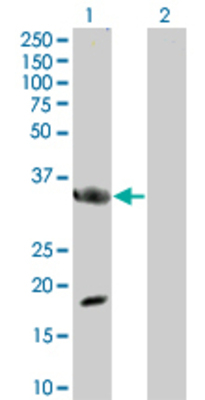 Lane 1: MYD88 transfected lysate (33.2 KDa) Lane 2: Non-transfected lysate.