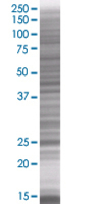 ERAS transfected lysate.