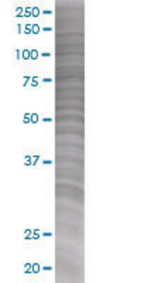 CD8A transfected lysate