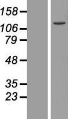 Western Blot: UFL1 Overexpression Lysate (Adult Normal) [NBL1-12255] Left-Empty vector transfected control cell lysate (HEK293 cell lysate); Right -Over-expression Lysate for UFL1.