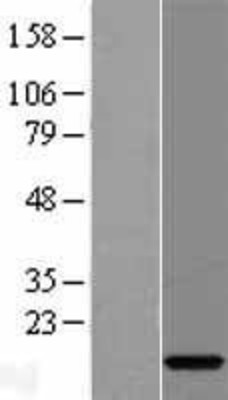 Western Blot: C15orf40 Overexpression Lysate (Adult Normal) [NBL1-08204] Left-Empty vector transfected control cell lysate (HEK293 cell lysate); Right -Over-expression Lysate for C15orf40.