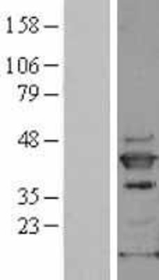Western Blot: SAPK4 Overexpression Lysate (Adult Normal) [NBL1-12872] Left-Empty vector transfected control cell lysate (HEK293 cell lysate); Right -Over-expression Lysate for SAPK4.