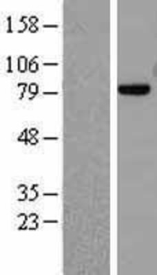 Western Blot: Mre11 Overexpression Lysate (Adult Normal) [NBL1-13219] Left-Empty vector transfected control cell lysate (HEK293 cell lysate); Right -Over-expression Lysate for Mre11.