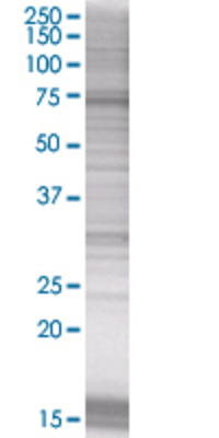 BTN3A3 transfected lysate.